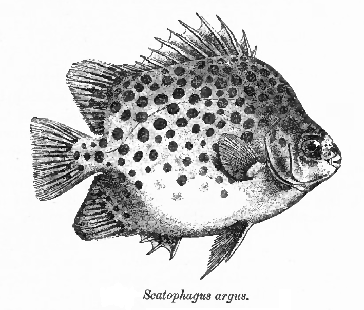 Scatophagidae