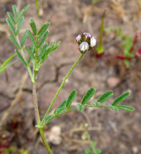 Astragalus didymocarpus