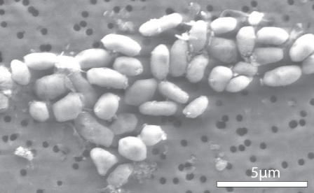 Oceanospirillales