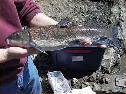 Catostomus snyderi