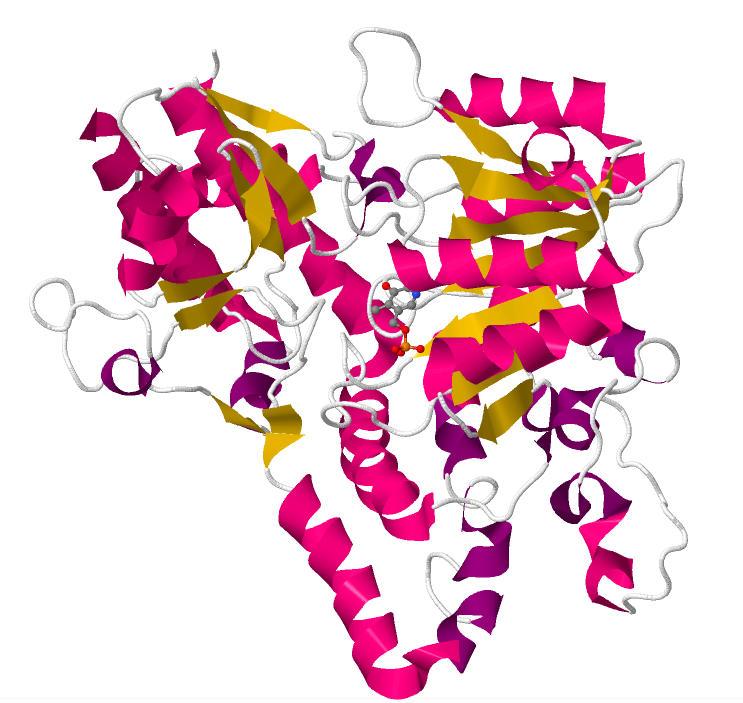 Kynureninase