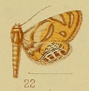 Eoophyla