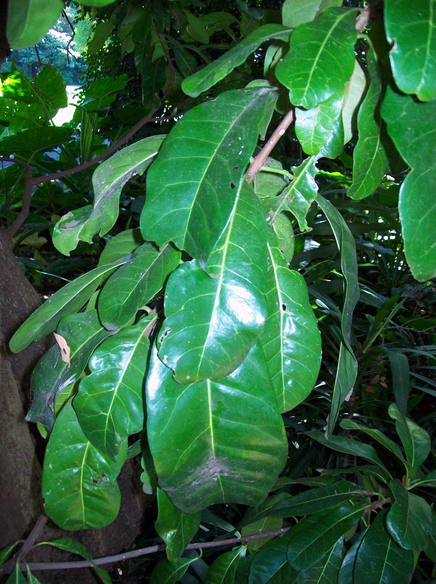 Planchonella obovata