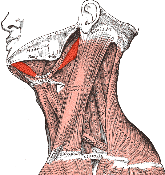 digastric muscle