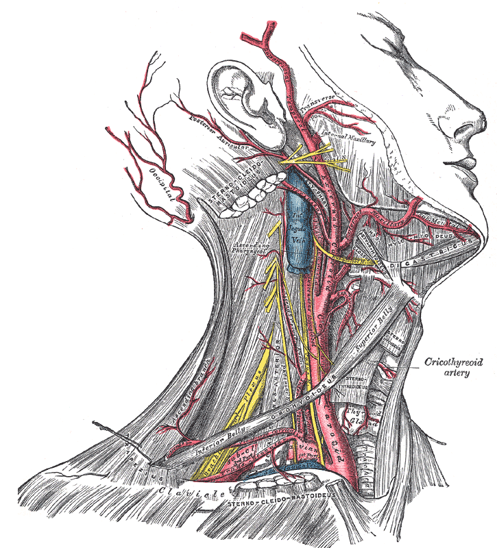 transverse facial artery