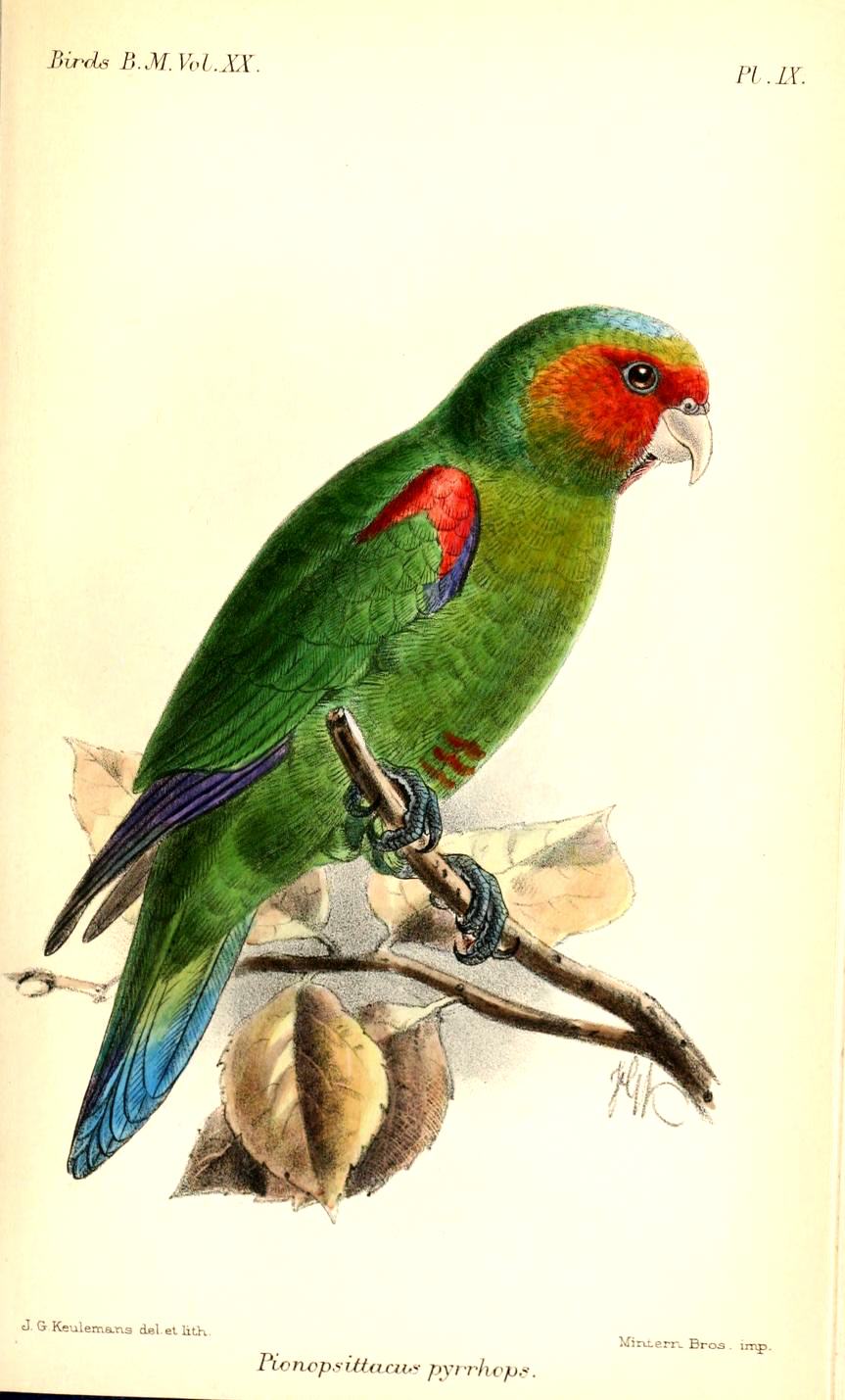 Hapalopsittaca