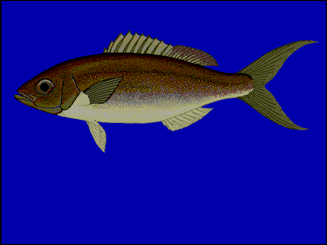 Apsilus