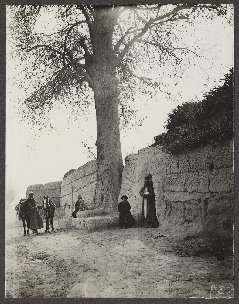 Populus pruinosa