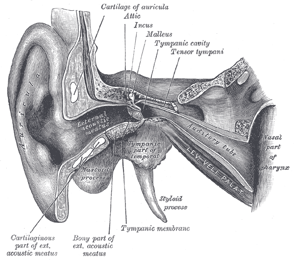 tympanic cavity