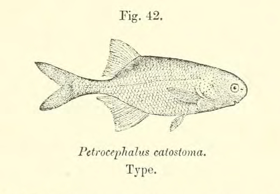 Petrocephalus catostoma