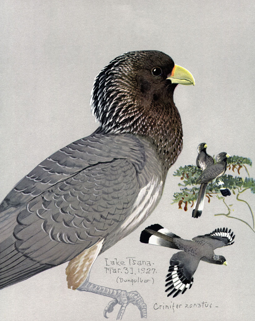 Eastern Plantain-eater