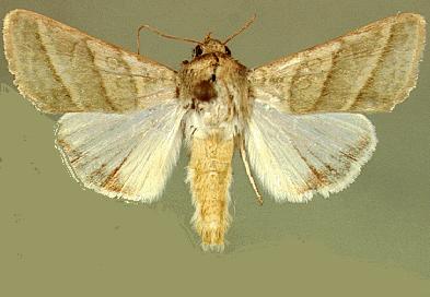 Heliothinae