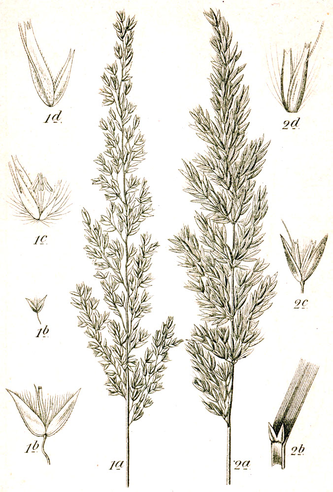 Calamagrostis varia