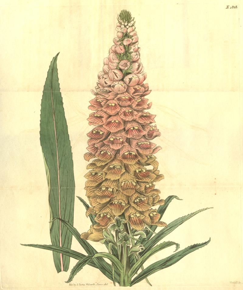 Digitalis ferruginea