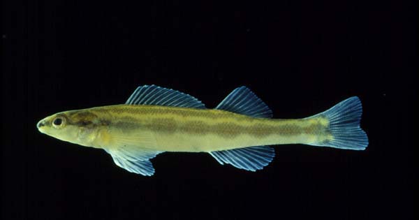 Goldline darter