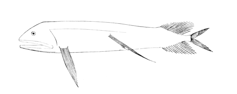 Bathophilus