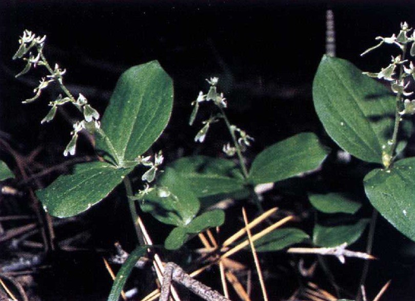 Broadlipped twayblade