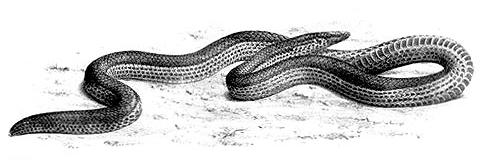 Melanophidium punctatum