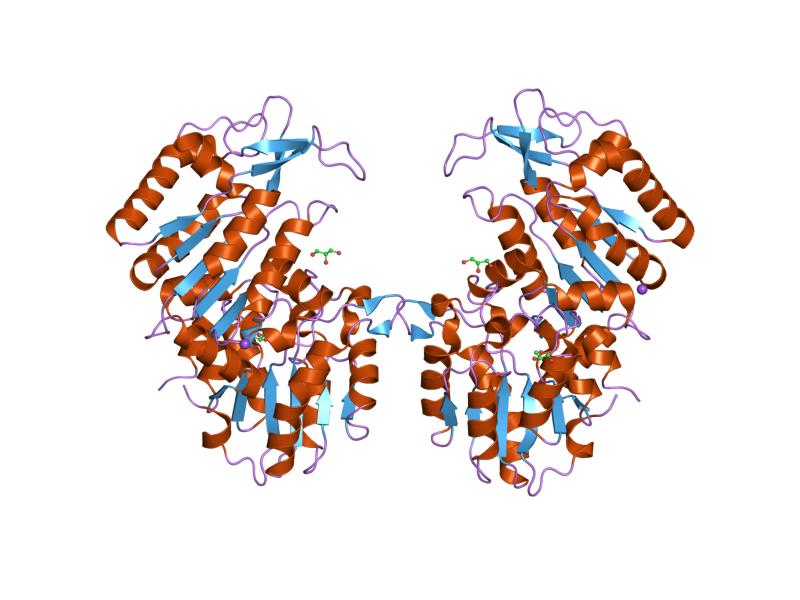 phosphoglycerate kinase