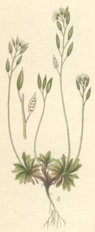 Draba norvegica