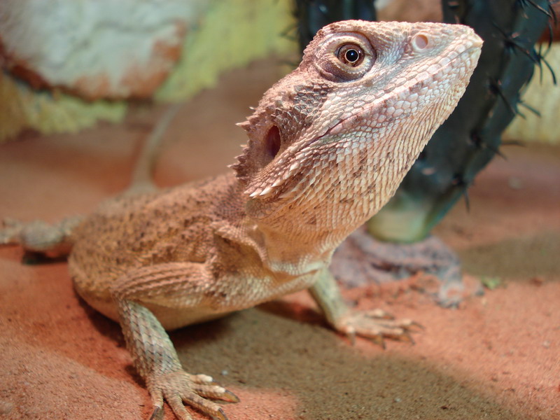 Pogona mitchelli