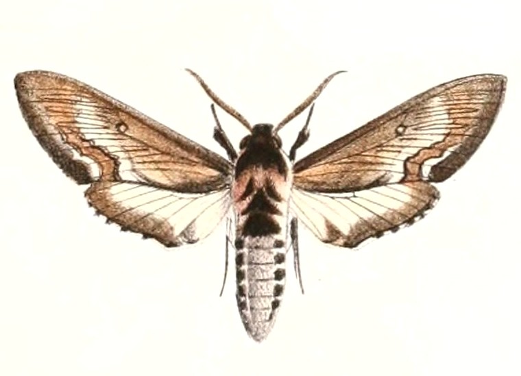 Neogene (genus)