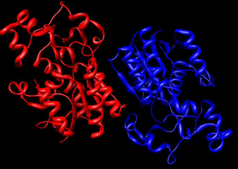 bisphosphoglycerate mutase