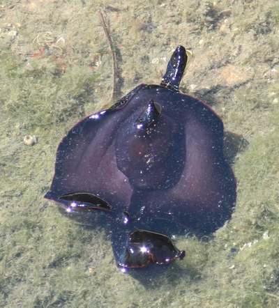 Aplysiida