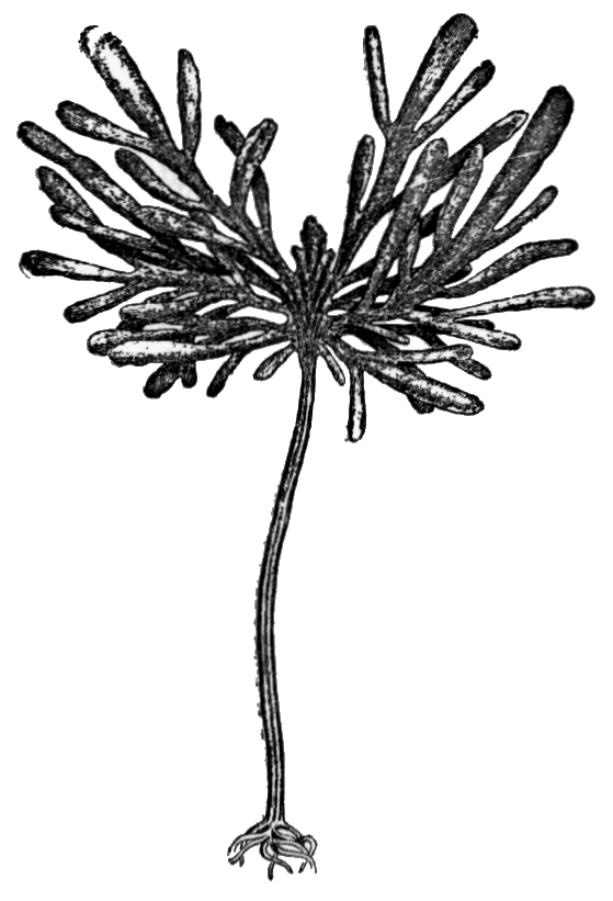 Eisenia bicyclis