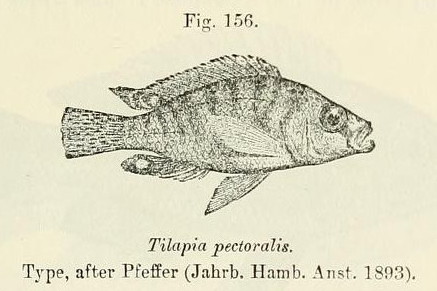 Ctenochromis pectoralis