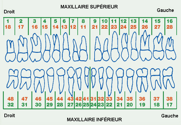 dentition