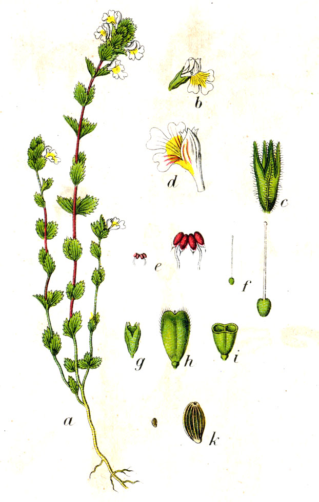 Euphrasia nemorosa