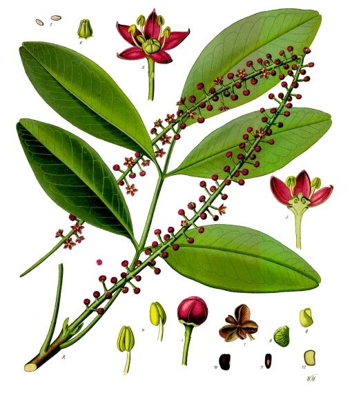 Pilocarpus