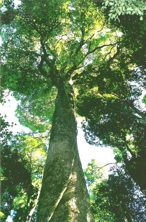 Tooloom National Park