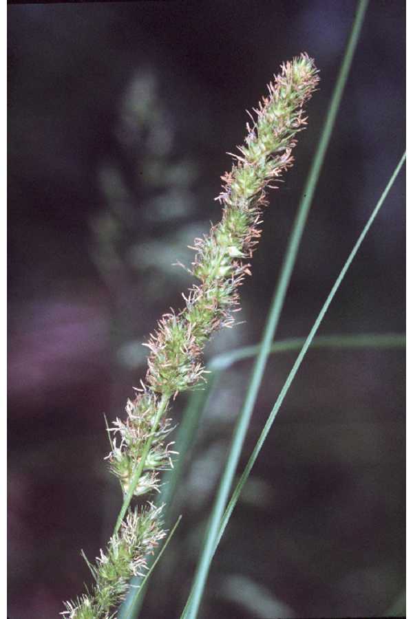 Carex vulpinoidea