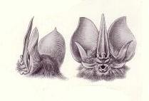 Phyllostominae
