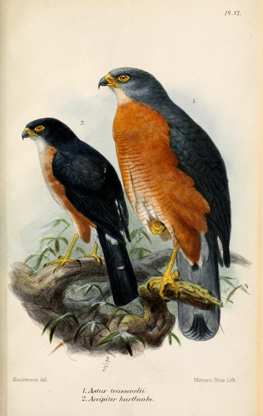 Red-thighed Sparrowhawk