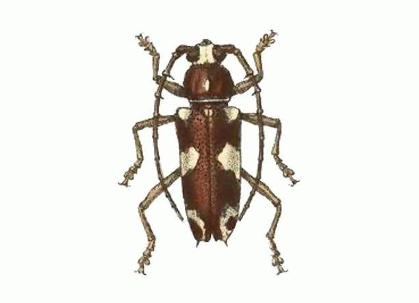 Enaphalodes coronatus
