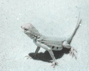 Holbrookia