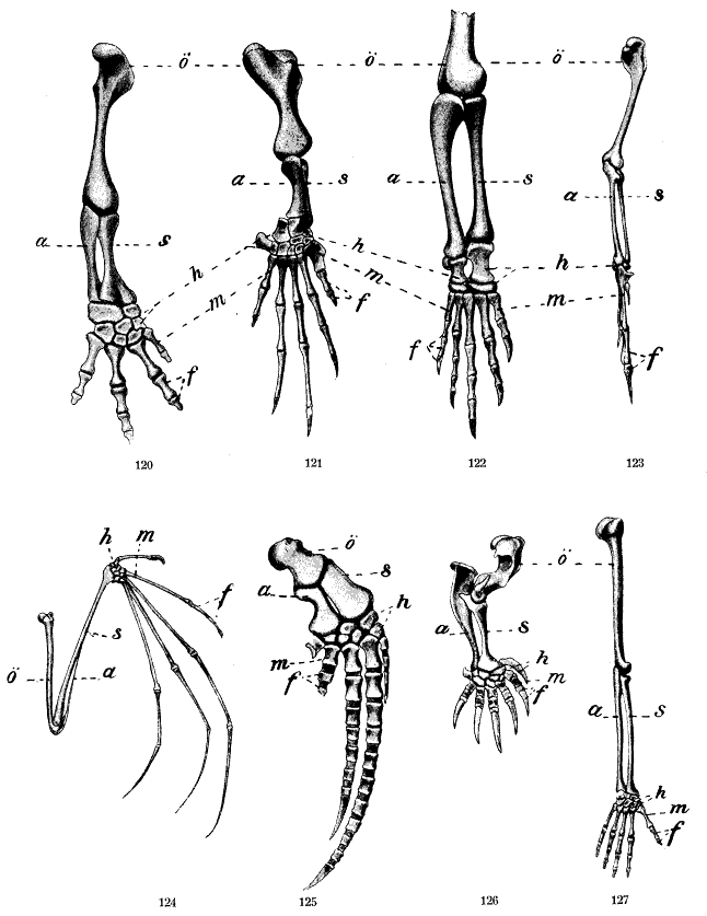 extremities