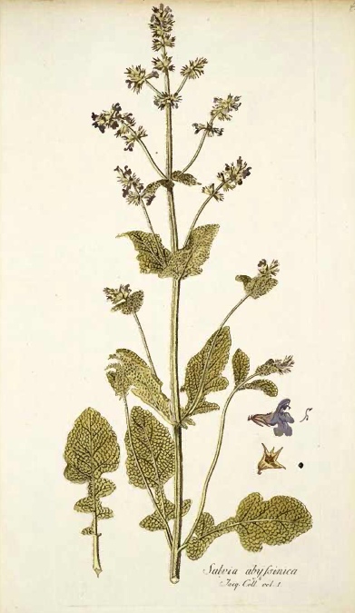 Salvia nilotica