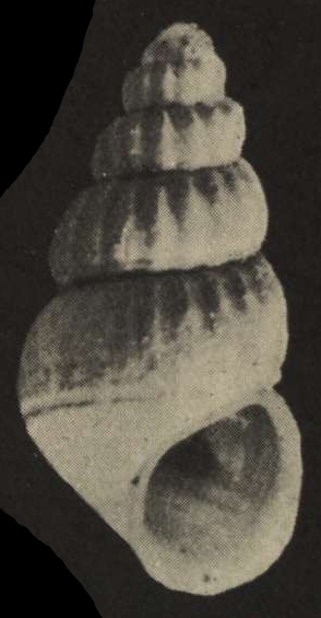 Rissoidae