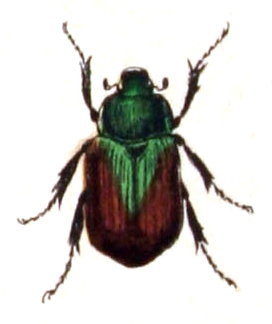Anomala vitis