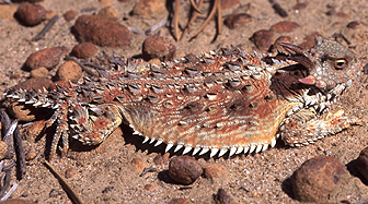 Coast horned lizard