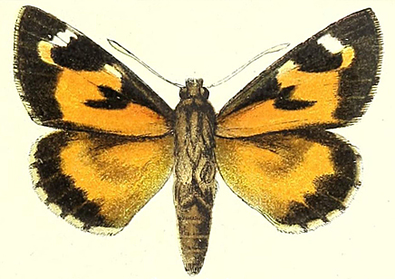 Aegiale hesperiaris