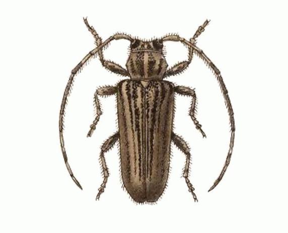 Estola vittulata