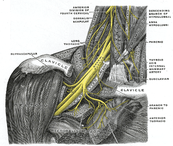 brachial plexus