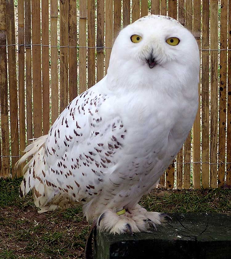 owl
