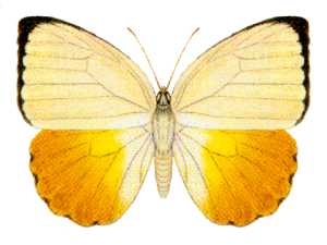 Catopsilia scylla