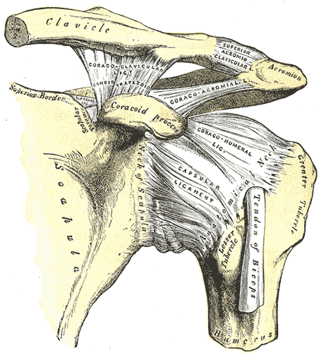 shoulder joint